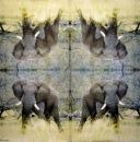 060 Elephant - 3-ply - (gold) - ppd